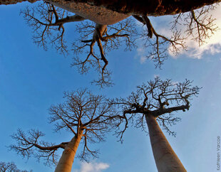 Baobab trees are sometimes likened to trees uprooted and stuck in the soil the wrong way up