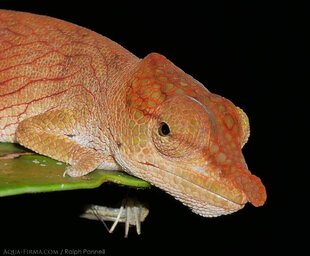 Chameleon-Madagascar-rainforest-reserve.jpg