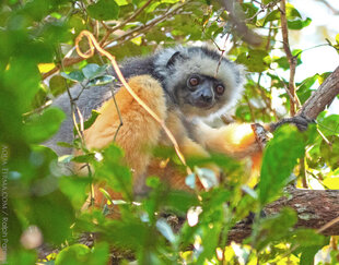 Diademed-Sifaka-Mantadia-rainforest-National-Park-Ralph-Pannell-AQUA-FIRMA.jpg