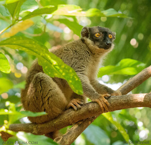 Common-Brown-Lemur-Eulemur-fulvus-Ralph-Pannell-s.jpg