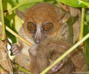The Nosy Be Mouse Lemur in Lokobe Forest - photo by Ralph Pannell