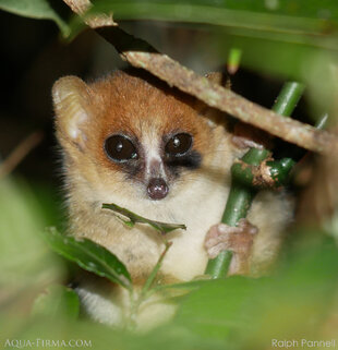 Grey Mouse Lemur in the Eastern Rainforests of Madagascar photo by Ralph Pannell