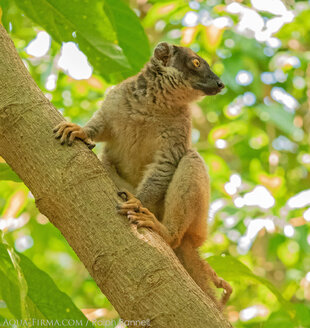 Common Brown Lemur (Eulemur fulvus) on Nosy Tanikely Madagascar - photograph Ralph Pannell (AQUA-FIRMA)