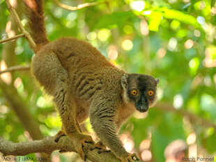 Common Brown Lemur (Eulemur fulvus) introduced to Nosy Tanikely island off northwestern Madagascar - photo: Ralph Pannell