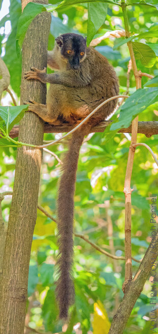 Common Brown Lemur (Eulemur fulvus) at full stretch - photo: Ralph Pannell