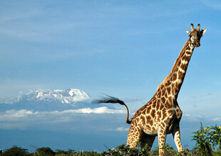Giraffe with view of Mount Meru in the background - Arusha National Park