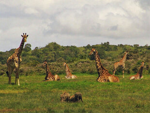 Ngurdoto Crater & Arusha's Little Serengeti