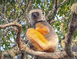 Diademed Sifaka close to our Reforestation & Rewilding plots