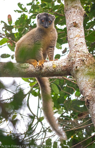 Common Brown Lemur (Eulemur fulvus) close to Aqua-Firma Rewilding Reforestation plot in the Mangabe Reserve - eastern rainforests of Madagascar