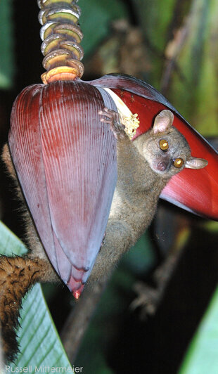 Giant Mouse Lemur (Mirza zaza) Photo: Russell Mittermeier, Conservation International