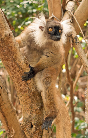 Female Black Lemur (Eulemir macaco) in the Lokobe Forest - photography: Ralph Pannell