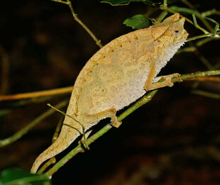 One of many Chameleon species in the Mangabe Forest
