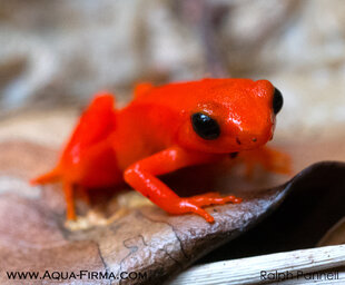 Golden Mantella Frog Mangabe Rainforest Reserve Madagascar