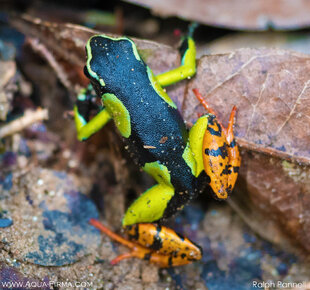 Mantella baroni River Rainforest Frog, Madagascar