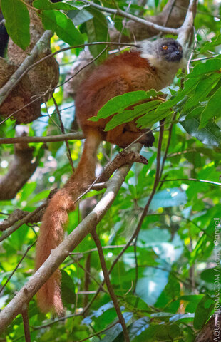 Black lemur (Eulemur macaco) female in Lokobe Forest, Nosy Be