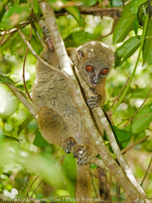 The Nosy, Be or Grey Backed Sportive Lemur