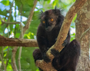 Only Male Black lemurs (Eulemur macaco) are actually black