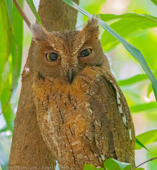 Madagascar Scops Owl in Lokobe Forest, Nosy Be