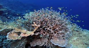 Coral Reef near Ayada Maldives in Huvadhu Atoll