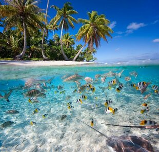 Marine Life in shallow lagoon at Ayada Maldives