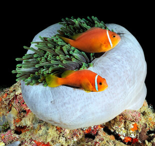 Anemone Fish in the Maldives