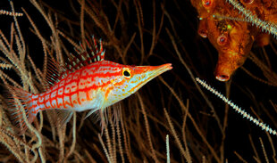 Macro Photography Diving in the Maldives