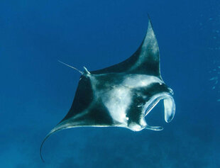 Manta Ray feeding in the Maldives