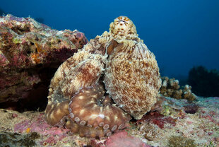 Scuba Diving with an Octopus on the Maldives