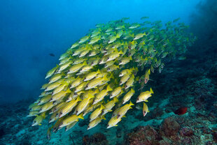 Maldives Scuba Diving with school of Ribbon sweetlips