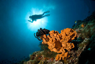 Scuba Diver silhouette against the sea surface - Maldives