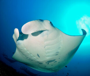 Manta Ray in a perfect position for a spot pattern ID