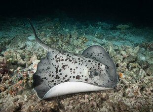 Sting Ray - Maldives