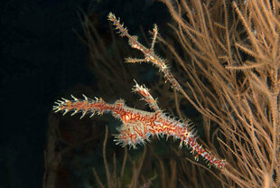 Maldives Ornate Ghost Pipefish