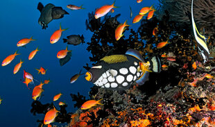 The Reef Edge in the Maldives