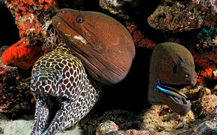 Moray Eels n the Maldives