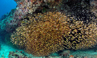 Scuba Diving at the Reef Edge - Maldives