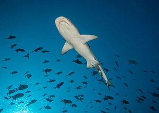 Maldives Shark silhouetted against the surface