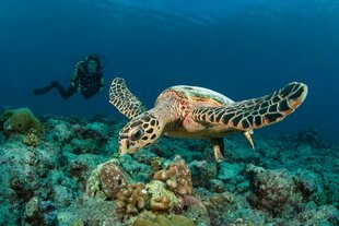 Hawksbill Turtle on Maldives Coral Reef