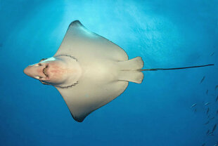 Eagle Ray in the Maldives