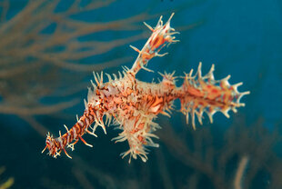 Ornate ghost pipefish