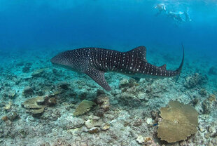 Whale Shark swimming over shallow coral reef in the Maldives