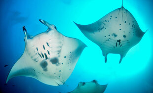 Manta Rays feeding