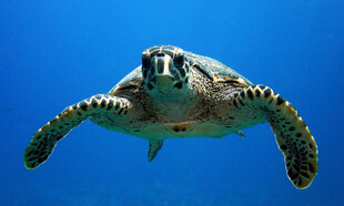 Hawksbill Turtle at Komandoo Maldives Resort on Lhaviyani Atoll