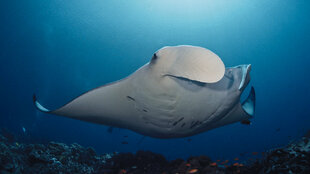 Manta Ray at Komandoo Maldives Resort on Lhaviyani Atoll