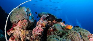 Coral Reef at Vilamendhoo Maldives on South Ari Atoll