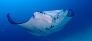 Manta Ray at Vilamendhoo Maldives on South Ari Atoll