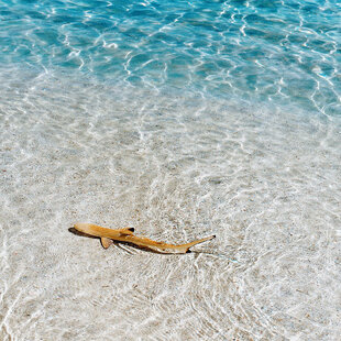 Black Tip Reef Shark at Ayada Maldives Resort on Huvadhu Atoll