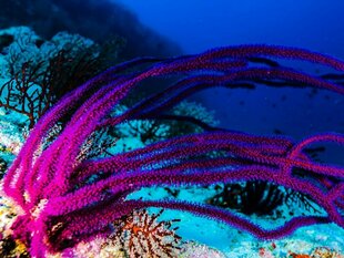 Sea Whips at Ayada Maldives Resort on Huvadhu Atoll