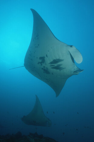 Manta Ray at Filitheyo Resort Maldives on Faafu Atoll