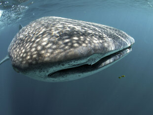 Whale Shark at Filitheyo Resort Maldives on Faafu Atoll